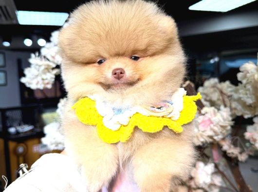 Pomerri̇an Boo Sevi̇mli̇ Yavrular