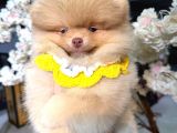 Pomerri̇an Boo Sevi̇mli̇ Yavrular