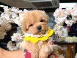 Malti̇poo Ci̇nsi̇ Yavrular Ev Üreti̇mi̇