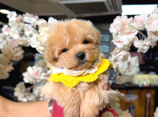 Malti̇poo Ci̇nsi̇ Yavrular Ev Üreti̇mi̇ görsel