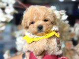MALTİPOO CİNSİ YAVRULAR EV ÜRETİMİ