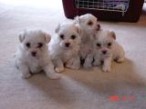 Maltese Terri̇er Ci̇nsi̇ Yavrular