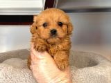TOY POODLE SEVİMLİ YAVRULAR EV ÜRETİMİ
