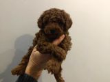 TOY POODLE SEVİMLİ YAVRULAR EV ÜRETİMİ
