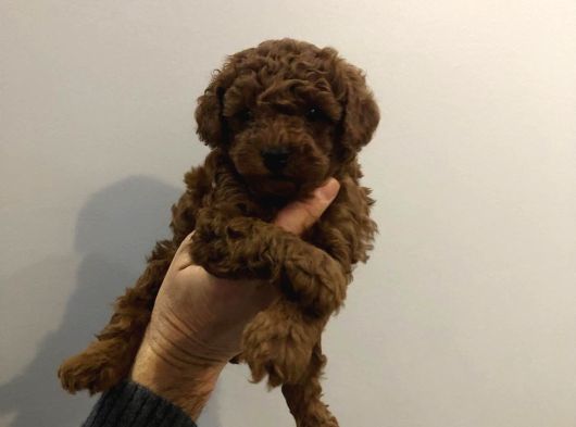 Toy Poodle Sevimli Yavrular Ev Üretimi