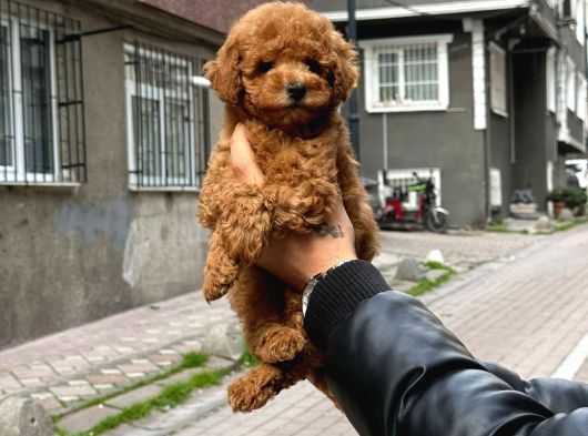 Mükemmel A Kalite Toy Poodle Yavrularımız görsel