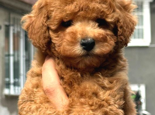 Mükemmel A Kalite Toy Poodle Yavrularımız görsel