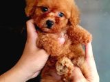 A Kalite ev üretimi toy poodle yavrular