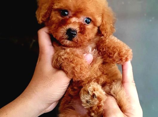 A Kalite Ev Üretimi Toy Poodle Yavrular