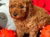 Aile Sıcaklığında Büyüyen Poodle Bebeklerim
