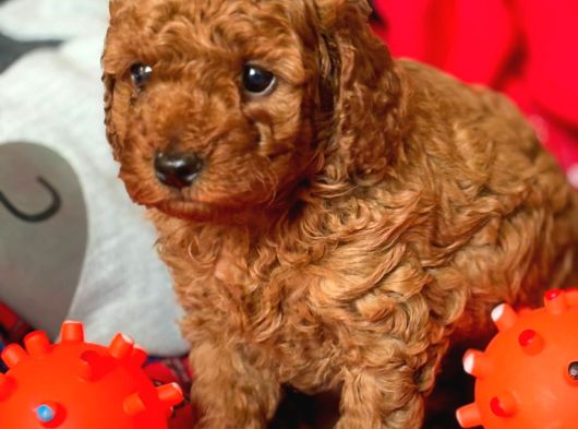 Aile Sıcaklığında Büyüyen Poodle Bebeklerim görsel