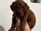 Aile Sıcaklığında Büyüyen Poodle Bebeklerim