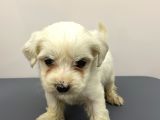 2 Aylık Erkek Malties Terrier