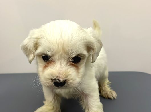2 Aylık Erkek Malties Terrier görsel