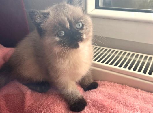 Cins Çok Tatlı Kaliteli Ve Sağlıklı Yavrularım görsel