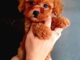 A Kalite Ev Üretimi Toy Poodle Yavrular