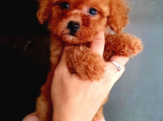 A Kalite Ev Üretimi Toy Poodle Yavrular görsel