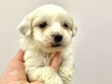 2 Aylık Erkek Malties Terrier