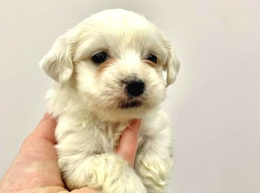 2 Aylık Erkek Malties Terrier