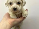 2 Aylık Erkek Malties Terrier
