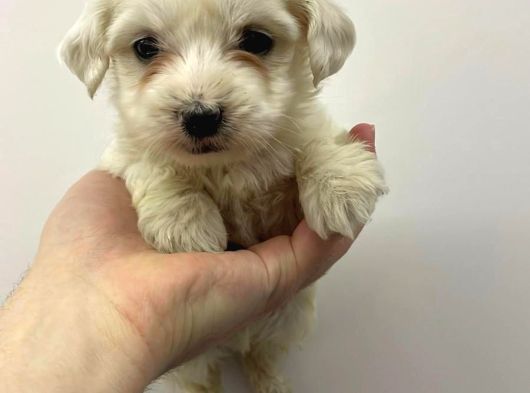 2 Aylık Erkek Malties Terrier görsel