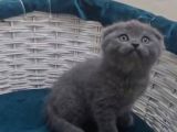 scottish fold gri