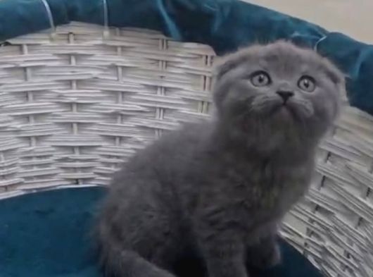 Scottish Fold Gri