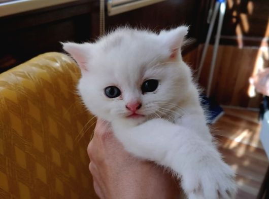 Scottish Fold Gri görsel