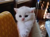 Scottish Fold Gri