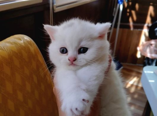 Scottish Fold Gri görsel