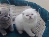 Scottish Fold Gri