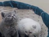 Scottish Fold Gri