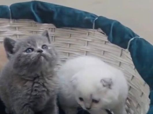 Scottish Fold Gri görsel