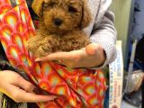 Aile Sıcaklığında Büyüyen Poodle Bebeklerim