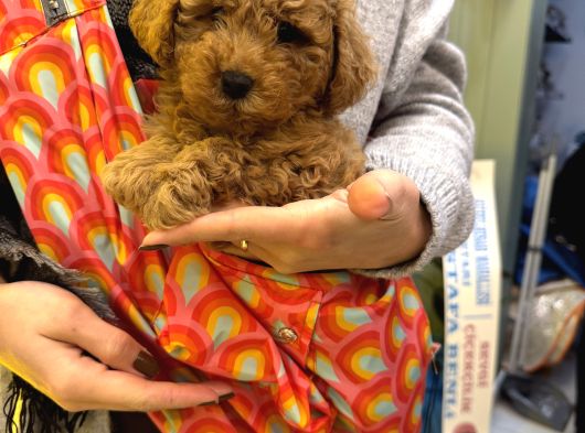 Aile Sıcaklığında Büyüyen Poodle Bebeklerim görsel