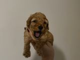 Aile Sıcaklığında Büyüyen Poodle Bebeklerim