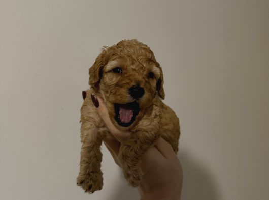 Aile Sıcaklığında Büyüyen Poodle Bebeklerim görsel