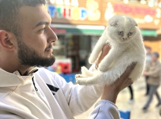 Kaliteli Kedi Yavrularımız görsel