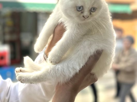 Kaliteli Kedi Yavrularımız görsel