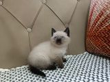 Brti̇sh Shorthai̇r Çi̇kolata Poi̇nt