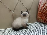 BRTİSH SHORTHAİR ÇİKOLATA POİNT