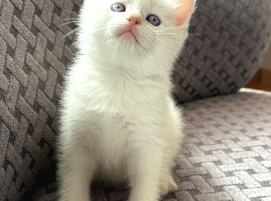 British Shorthair görsel