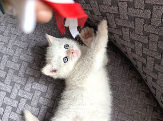 British Shorthair görsel