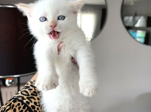 British Shorthair görsel