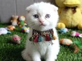 Karbeyazi Hari̇ka Ötesi̇ Bebekleri̇m