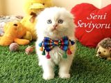 Karbeyazi Hari̇ka Ötesi̇ Bebekleri̇m