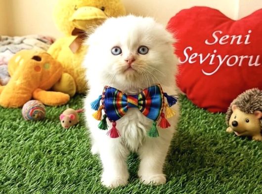 Karbeyazi Hari̇ka Ötesi̇ Bebekleri̇m görsel