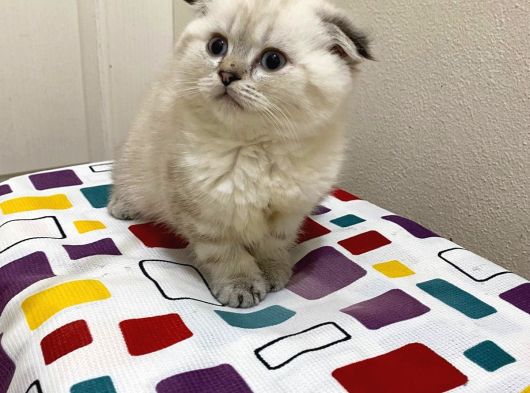 Eğik Kulaklı Bol Yanaklı Tatlı Yavrum görsel