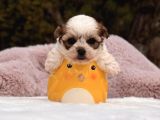 Mini teacup morkie yavru