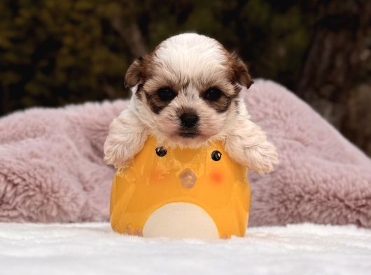 Mini Teacup Morkie Yavru